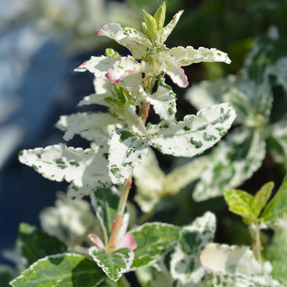 Euonymus fortunei Harlequin : gros plan sur les feuilles panachées blanc et vert, avec de jeunes pousses légèrement rosées.