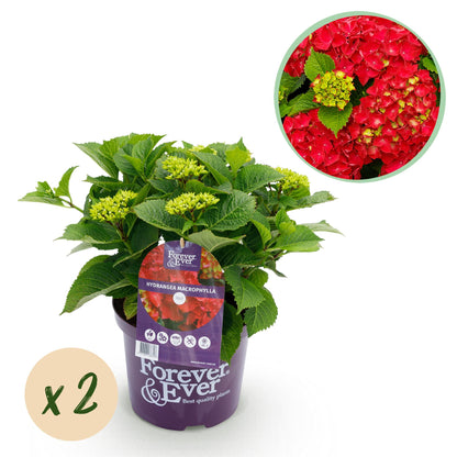 Hortensia Hydrangea Forever & Ever en pot, avec pastille 'x2' pour le lot. Bulle en haut à droite montrant ses grandes fleurs rouges.