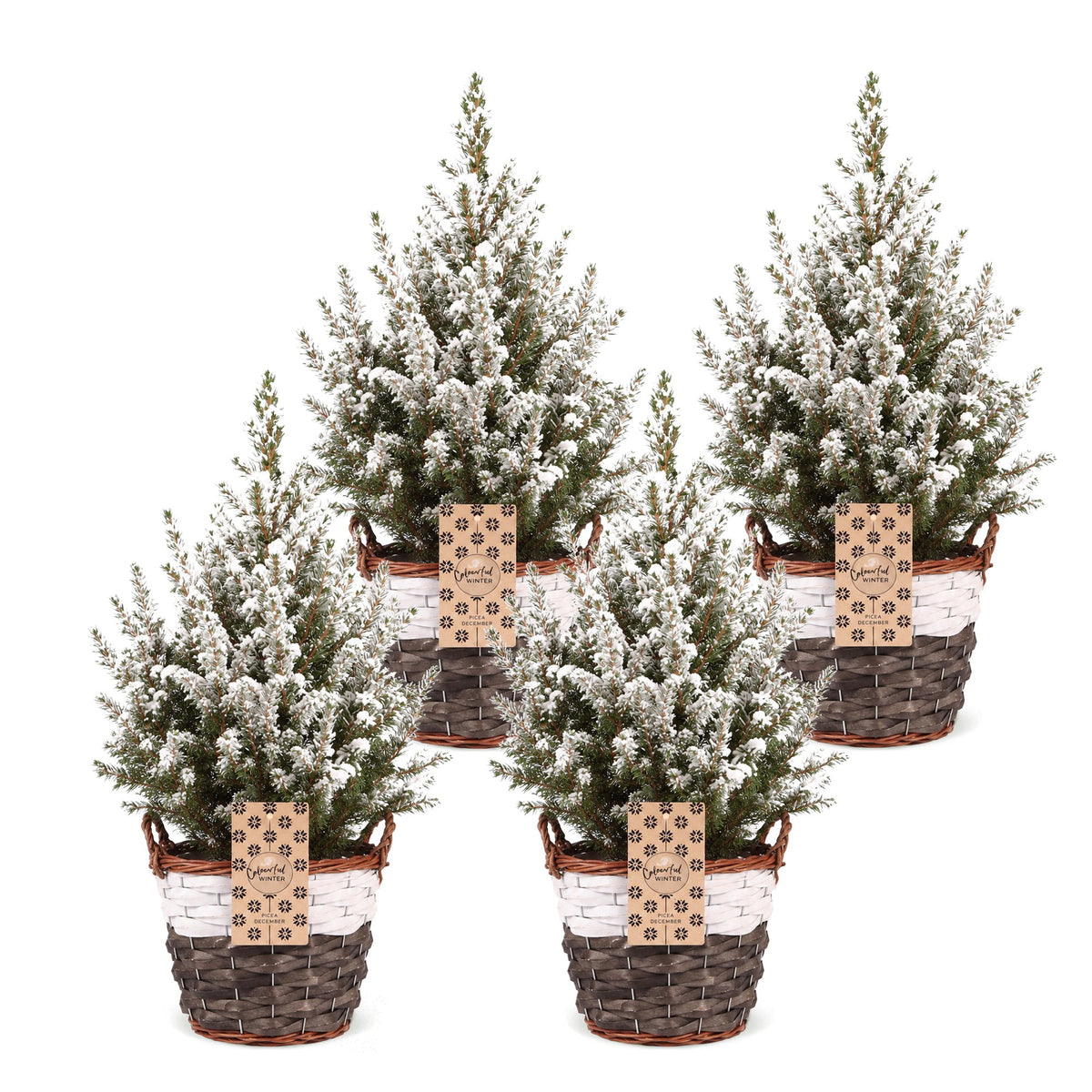Épicéa 'Conica' enneigé lot de 4 sapins en pot de 17 cm, panier