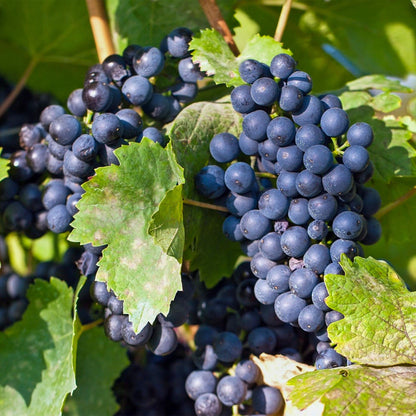 Vitis vinifera Regent. Gros plan sur des grappes de raisin bleu mûr, suspendues à la vigne avec des feuilles vertes en arrière-plan.