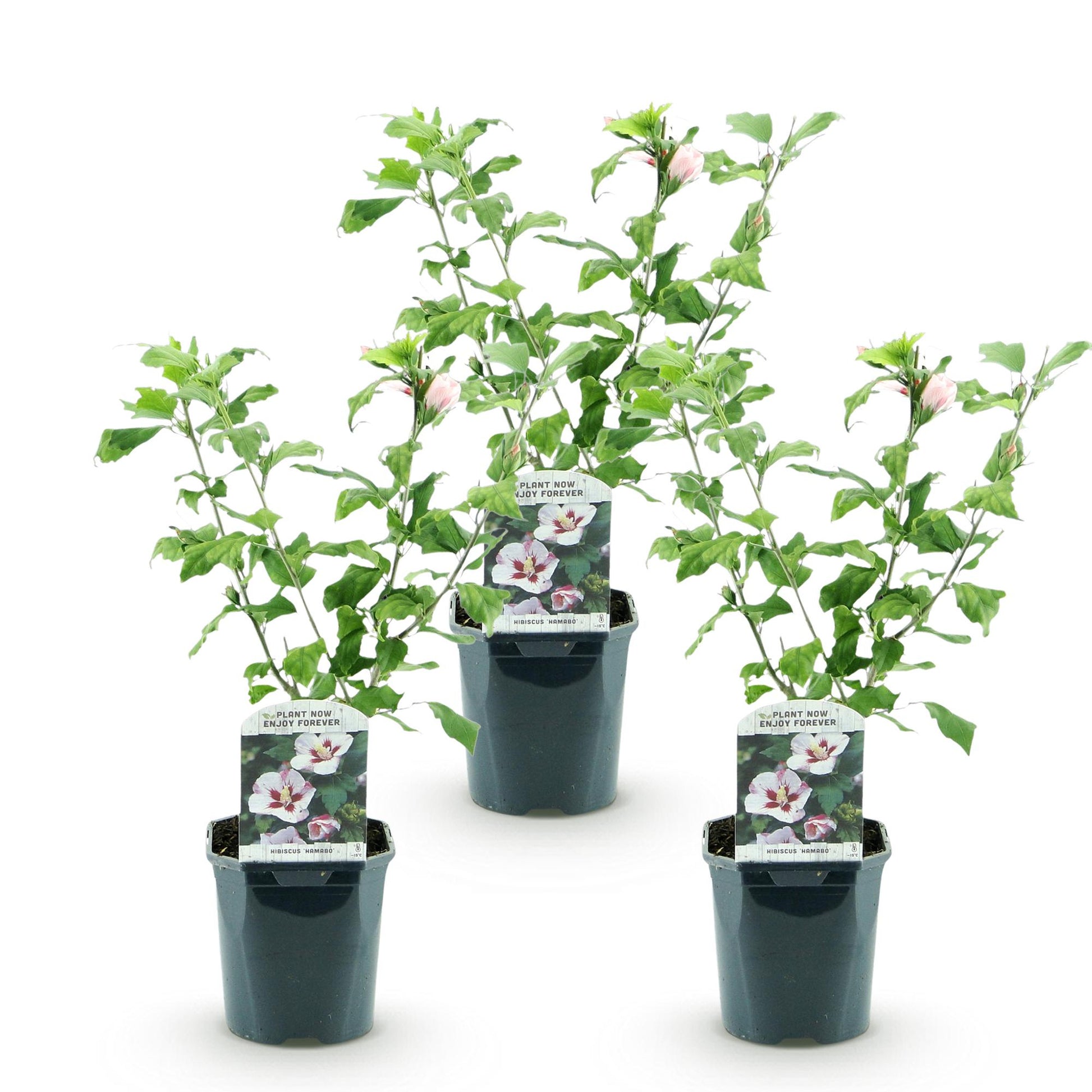 Hibiscus syriacus Hamabo. Trois jeunes plants d'hibiscus en pot sur fond blanc, avec des feuilles vertes et des bourgeons de fleurs rose cla