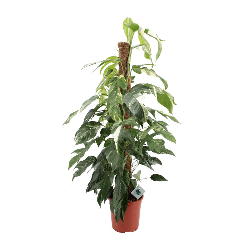 Epipremnum pinnatum 'Albo Variegata' - Pothos albo sur tuteur en mousse - Pot de 24cm - Hauteur 125cm