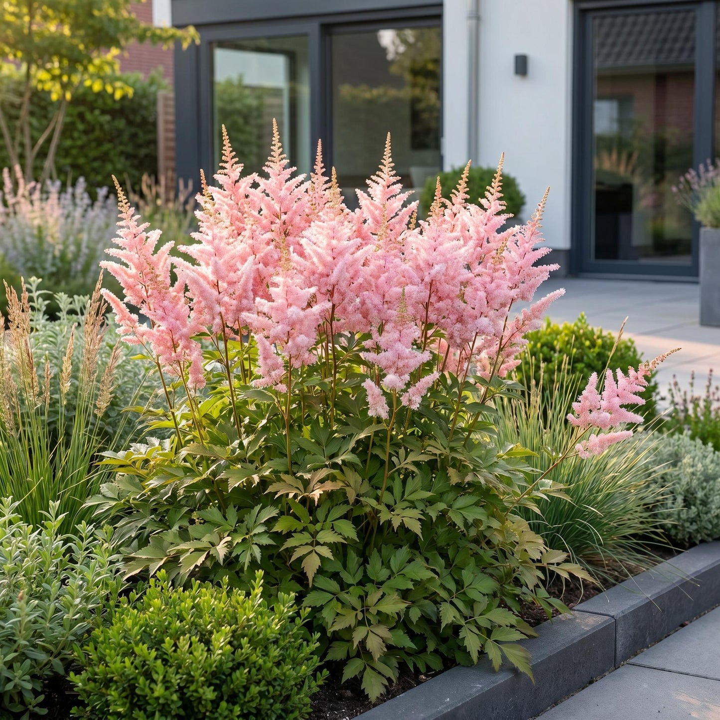 Astilbe avec ses fleurs plumeuses rose pâle, plantée dans un jardin moderne ensoleillé, devant une maison contemporaine.