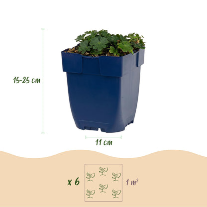 Géranium sang. Max Frei : dimensions du plant en pot (hauteur 15-25 cm, pot 11 cm) et espacement de plantation (6 plants par m²).