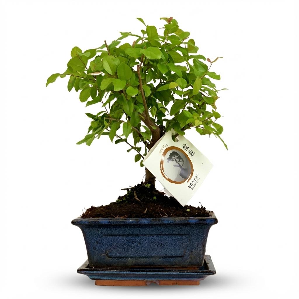 Bonsai Boule plante d'intérieur en pot céramique, hauteur 25-30 cm, feuillage taillé en sphère