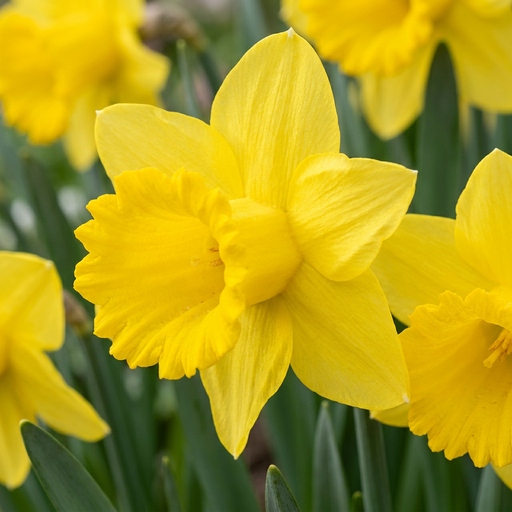 Gros plan sur les fleurs de narcisse jaune épanouies dans un jardin, avec des feuilles vertes en arrière-plan.