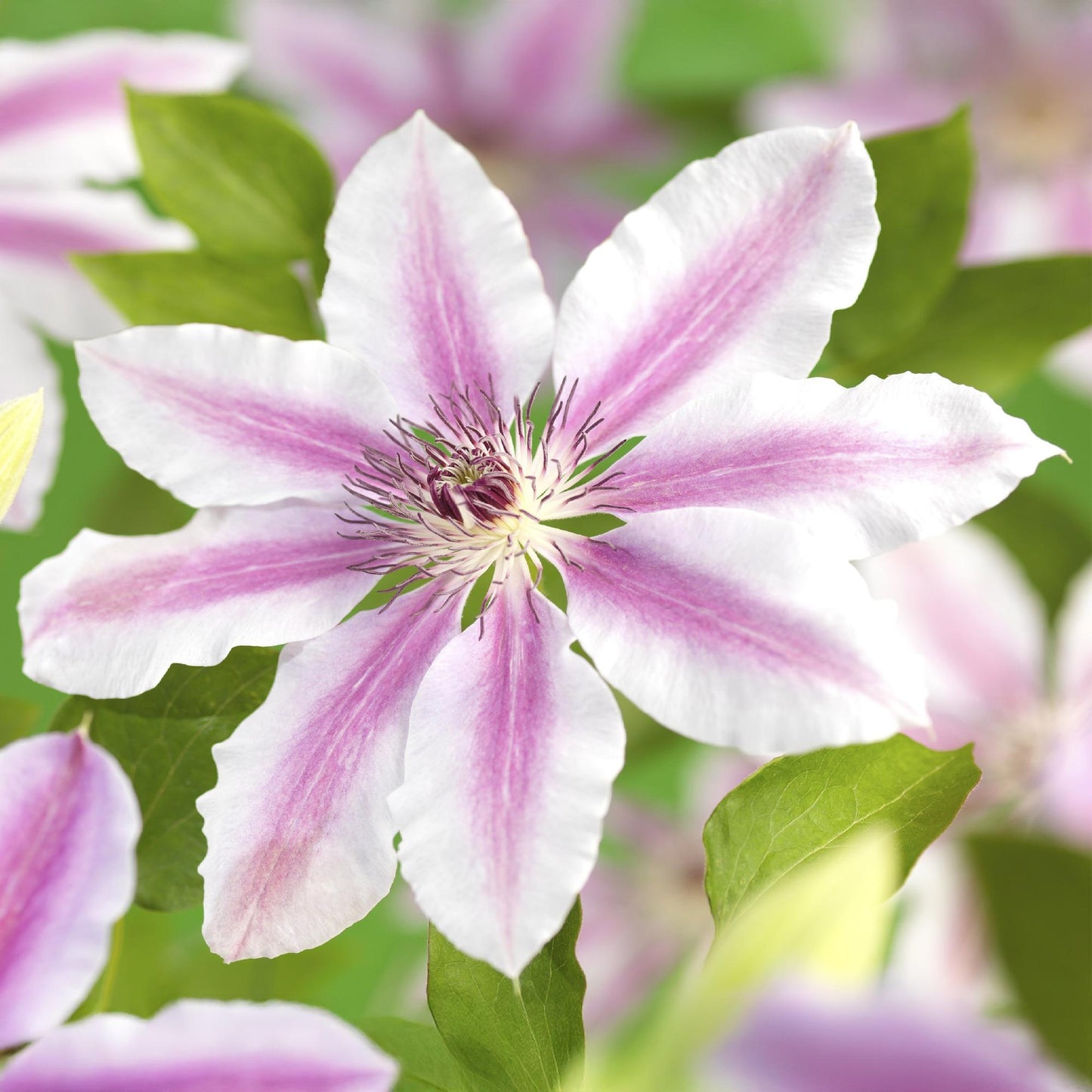 Clématite Nelly Moser, gros plan sur sa grande fleur rose pâle avec un centre plus foncé, des pétales rayés et des étamines pourpres.