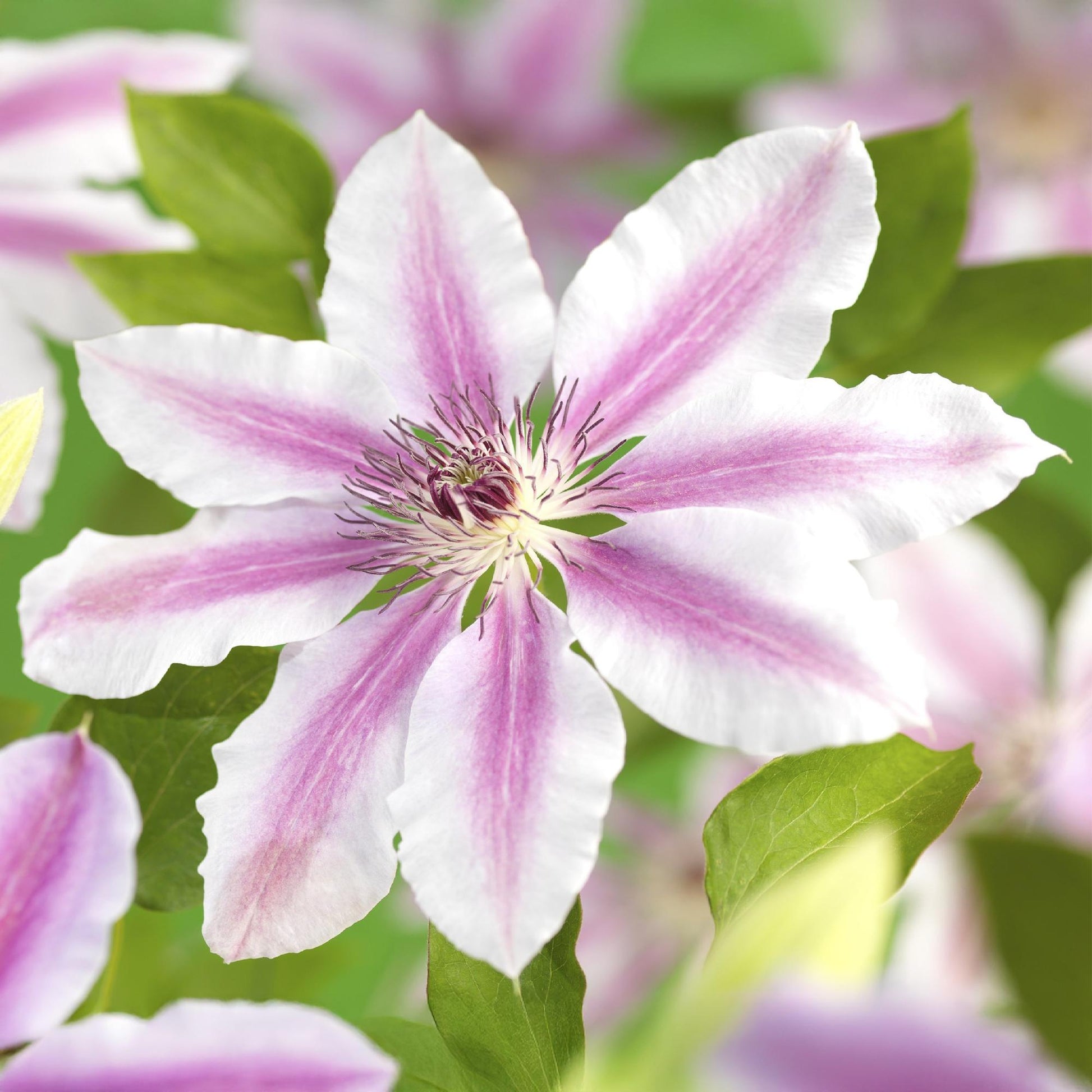 Clématite Nelly Moser, gros plan sur sa grande fleur rose pâle avec un centre plus foncé, des pétales rayés et des étamines pourpres.