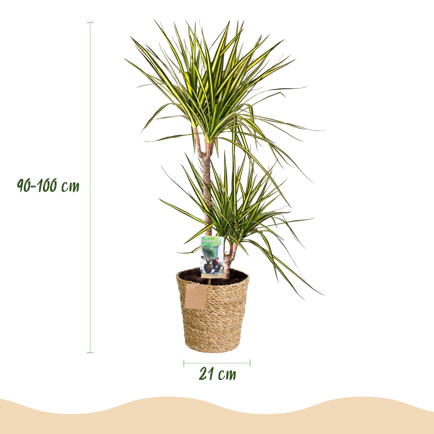 Plantes d'intérieur - Dracaena Sunray - Arbre à dragon - Peu d'entretien - avec panier - Vert - jaune - 1 Plante - Pot 21cm - Hauteur 90-100cm