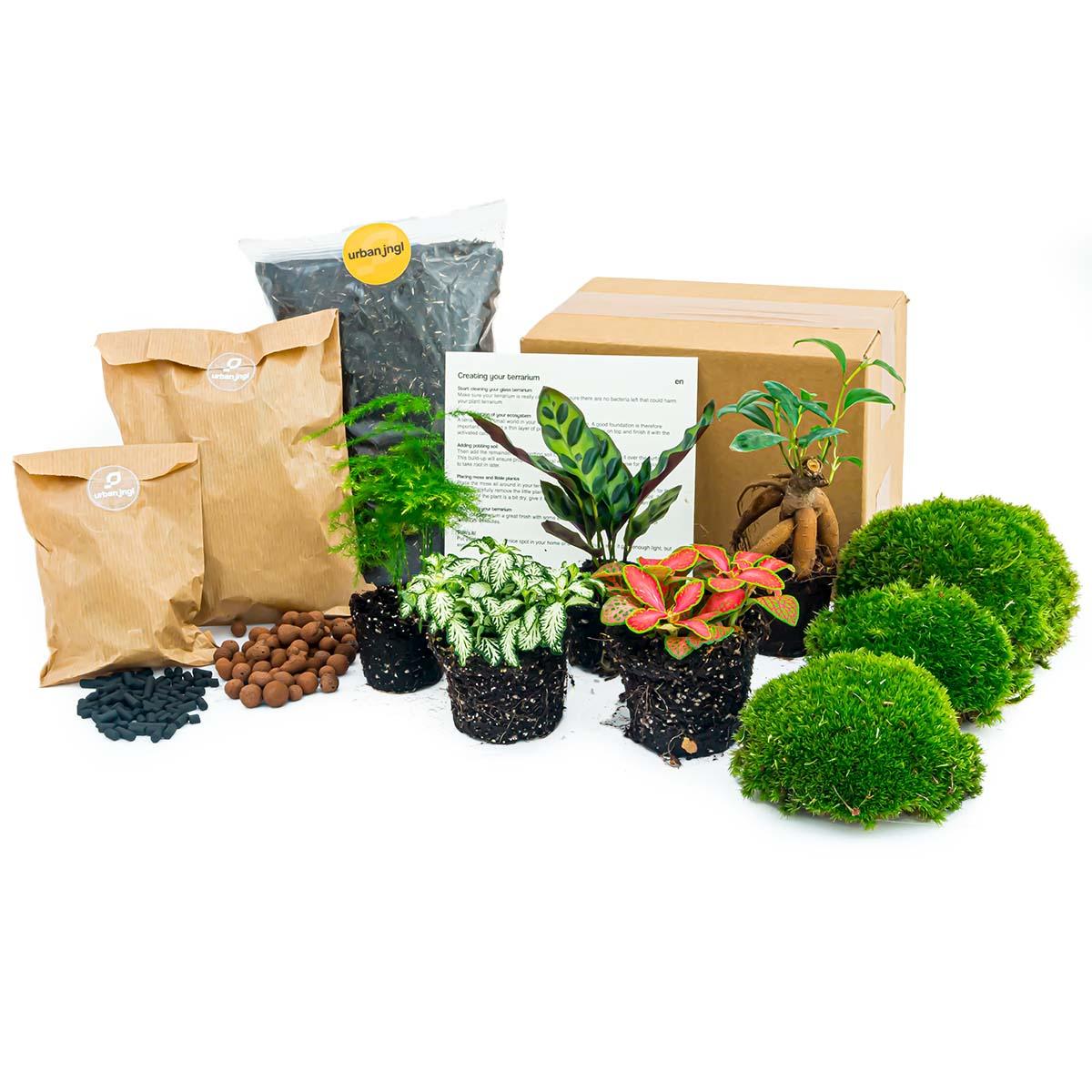 Recharge terrarium : Avec 5 plantes