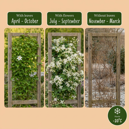 Clématite des haies (Clematis vitalba) - grimpante parfumée