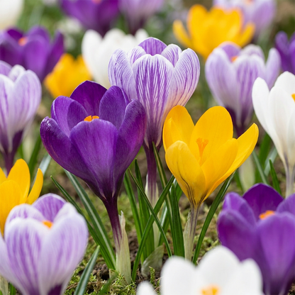 Crocus à grandes fleurs en mélange de couleurs variées : violet, blanc rayé et jaune épanouis dans un jardin.