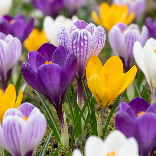 Crocus à grandes fleurs en mélange de couleurs variées : violet, blanc rayé et jaune épanouis dans un jardin.