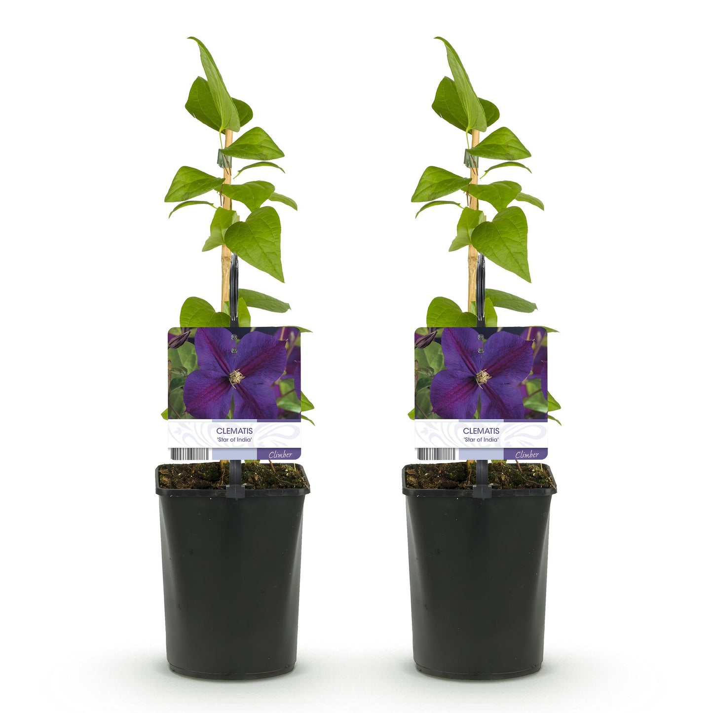 Clématite Star of India. Deux jeunes plants en pot, avec étiquettes montrant une fleur violette. Lot de 2 plantes.