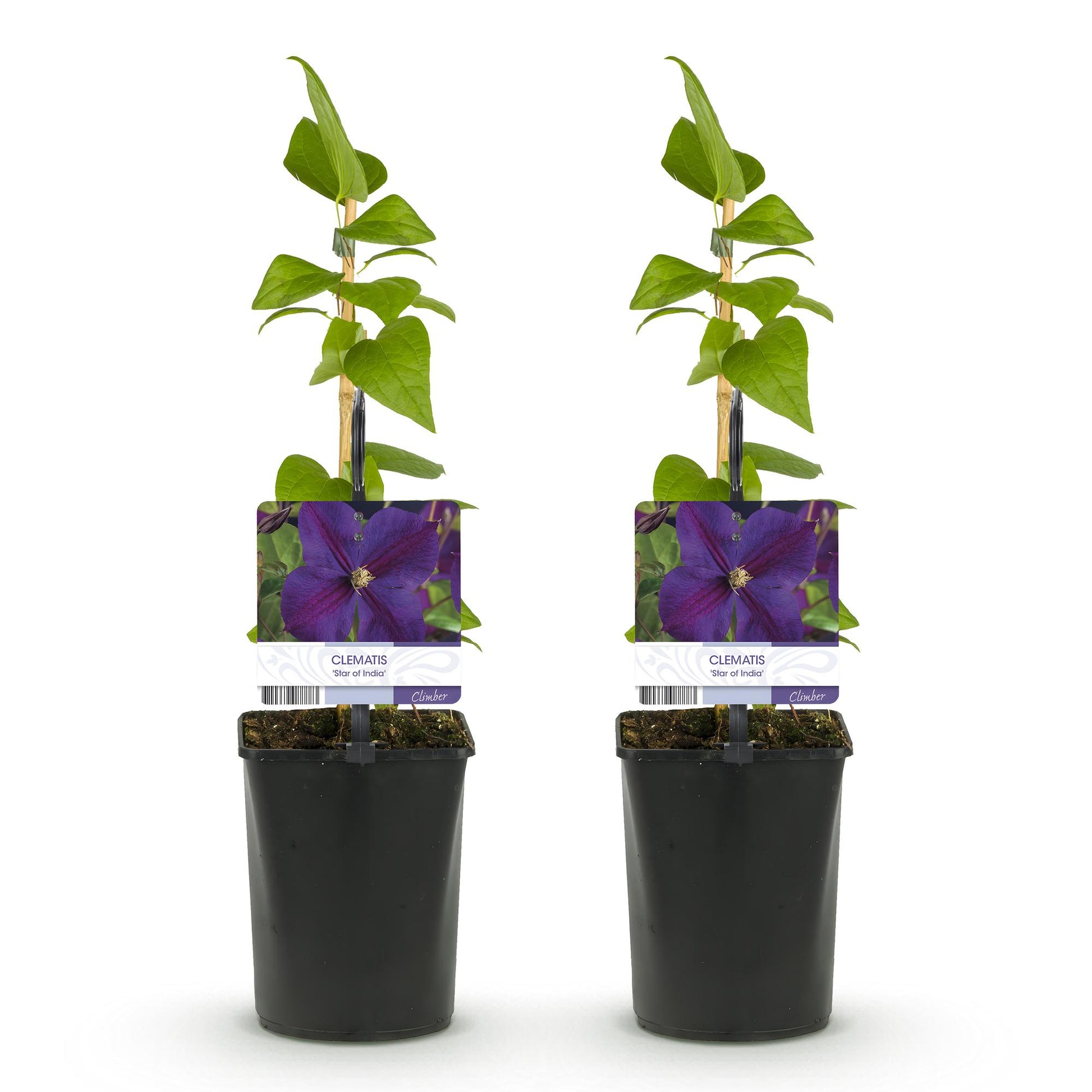 Clématite Star of India. Deux jeunes plants en pot, avec étiquettes montrant une fleur violette. Lot de 2 plantes.