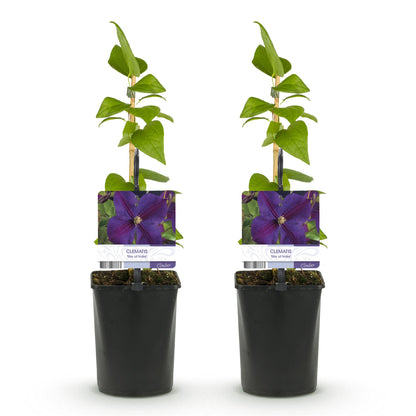 Clématite Star of India. Deux jeunes plants en pot, avec étiquettes montrant une fleur violette. Lot de 2 plantes.