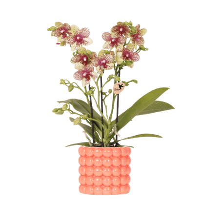 Orchidée Phalaenopsis orange avec cache-pot Céramique orange