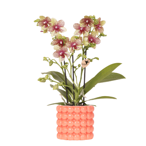 Orchidée Phalaenopsis 'Grosetto' orange (Phalaenopsis) - Pot 9 cm