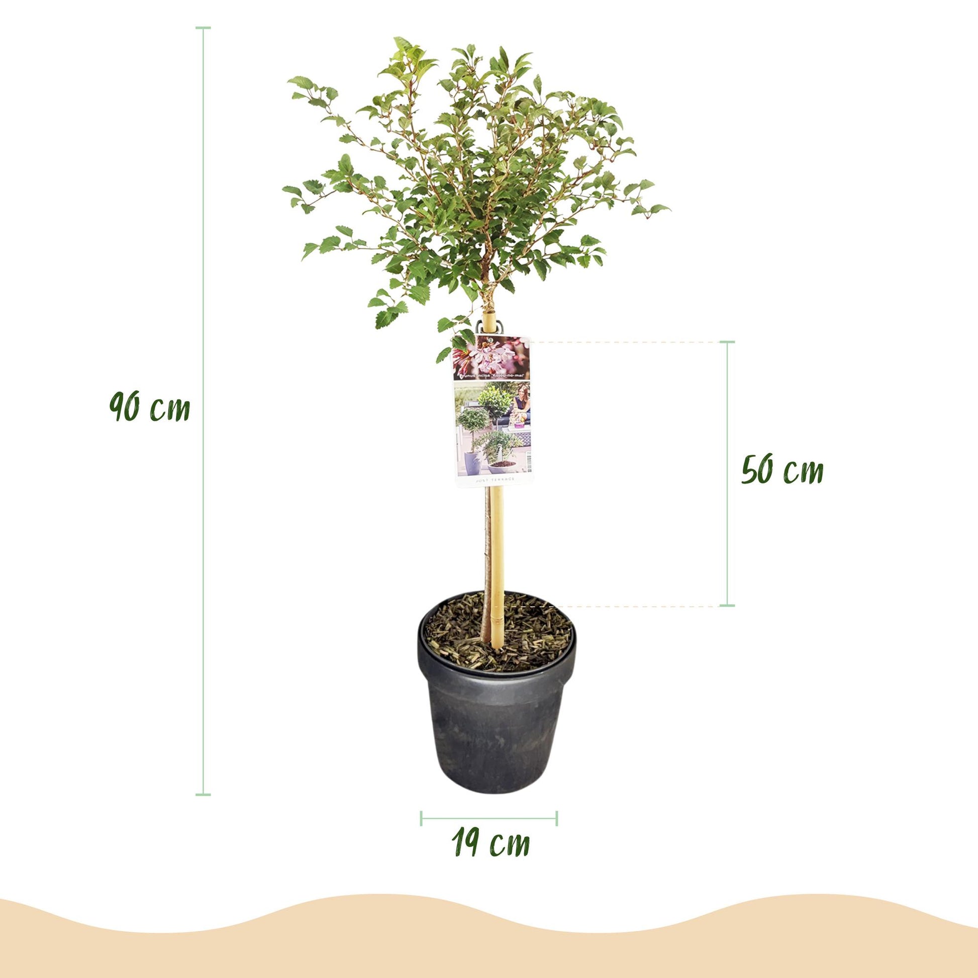 Prunus incisa Koujou-no-mai : dimensions du plant en pot avec une hauteur totale de 90 cm et un pot de 19 cm de diamètre.