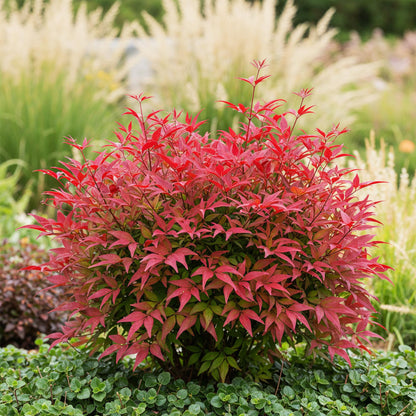 Nandina Blush Pink. Un buisson luxuriant de Nandina Blush Pink aux feuilles rouge vif, mis en scène dans un jardin entouré de verdure et de 