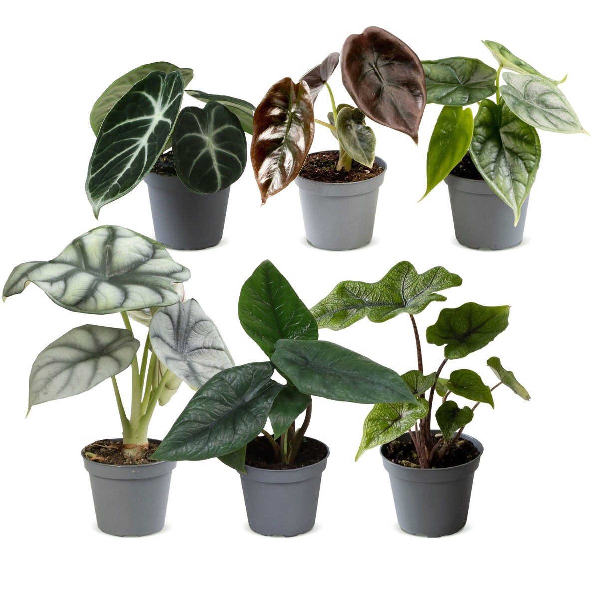 Bébés Alocasia de collection en pot de 6 cm, sans cache-pot