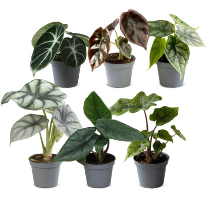 Bébés Alocasia de collection en pot de 6 cm, sans cache-pot