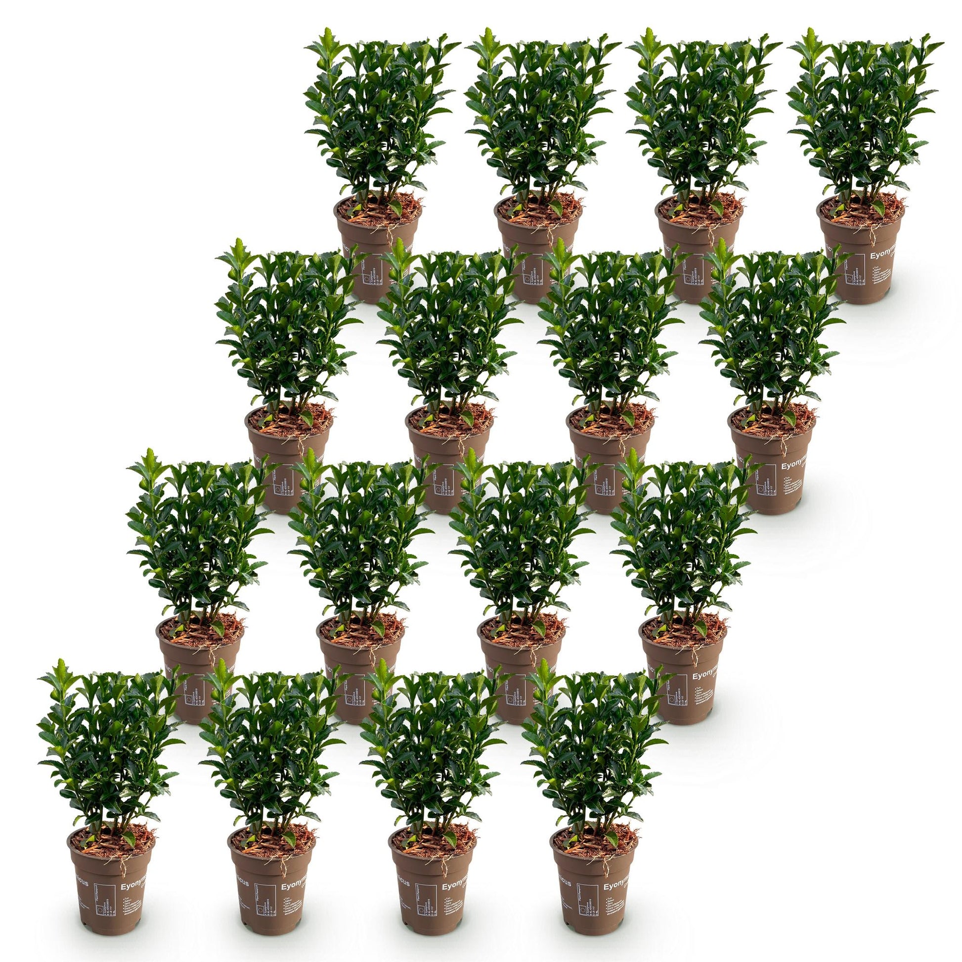 Euonymus japonica Green Spire : lot de jeunes fusains persistants en pots de 9cm, prêts à être plantés pour créer une haie.