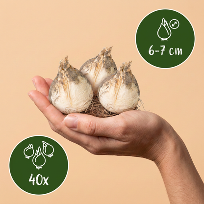 Bulbes d'Ail d'ornement 'Ping Pong' tenus dans une main, calibre 6-7 cm, lot de 40 bulbes.