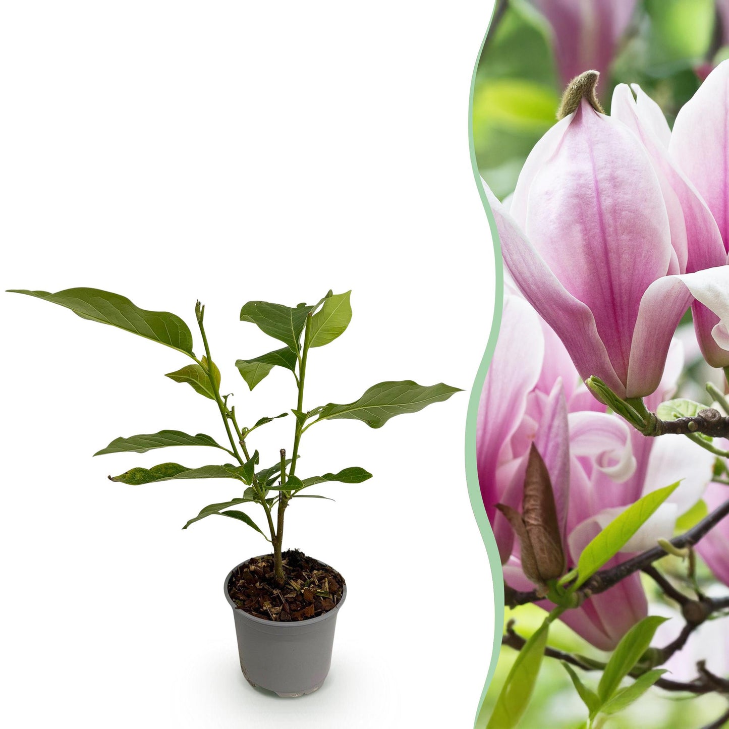 Magnolia George Henry Kern : jeune plant en pot sur fond blanc à gauche, et ses fleurs roses écloses à droite.