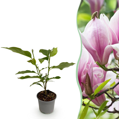 Magnolia George Henry Kern : jeune plant en pot sur fond blanc à gauche, et ses fleurs roses écloses à droite.