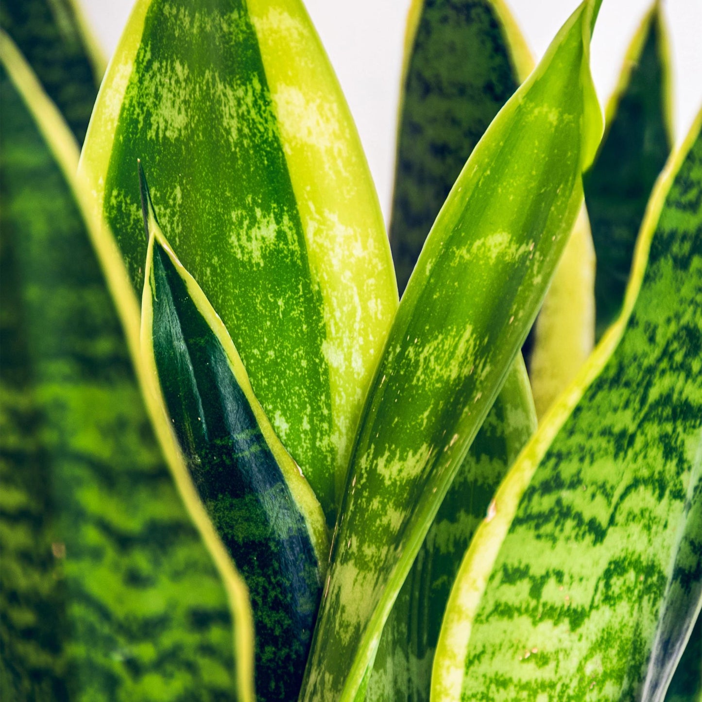 Gros plan détaillé du feuillage vertical et panaché de la Sansevieria Laurentii, montrant les teintes vertes et jaunes marbrées