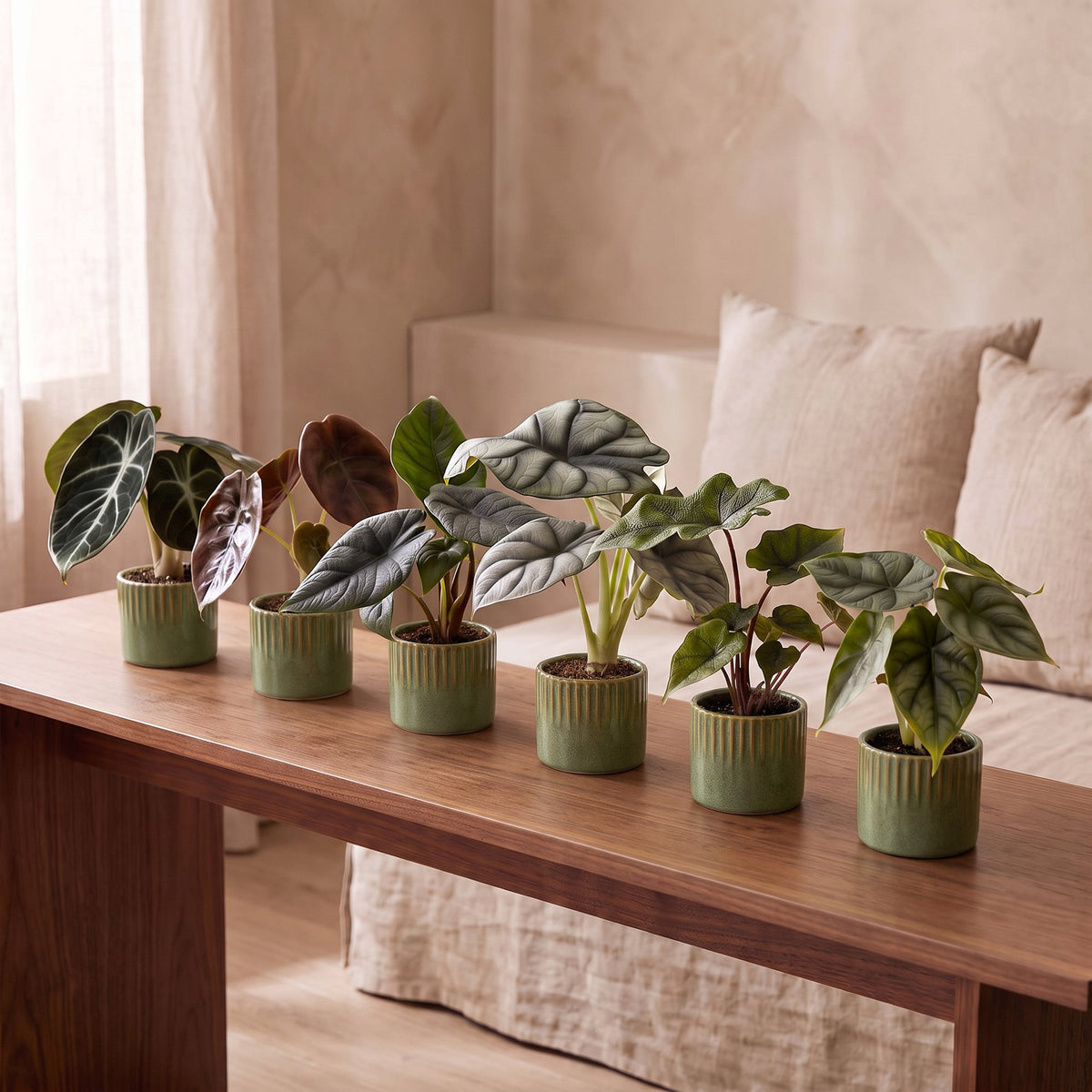 Bébés Alocasia de collection en situation dans un intérieur