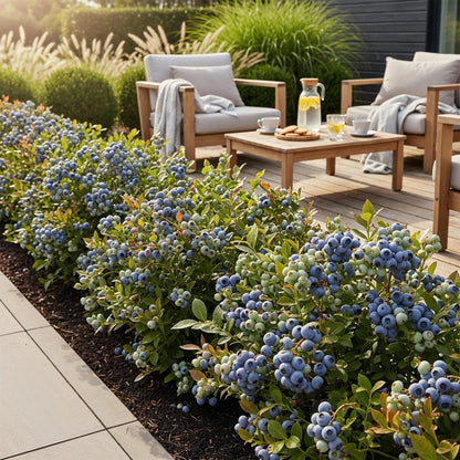 Myrtille Vaccinium corymbosum 'Bluecrop'. Haie de myrtilliers avec de nombreux fruits bleus, en bordure d'une terrasse en bois.
