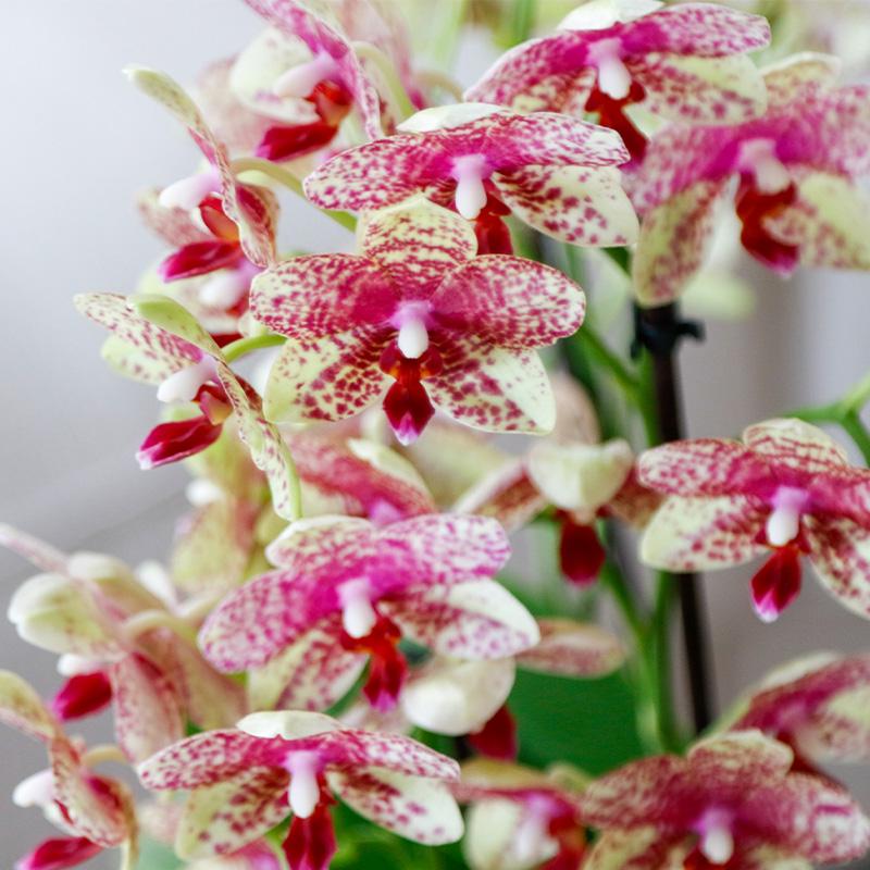 Orchidée Phalaenopsis orange-jaune en pot