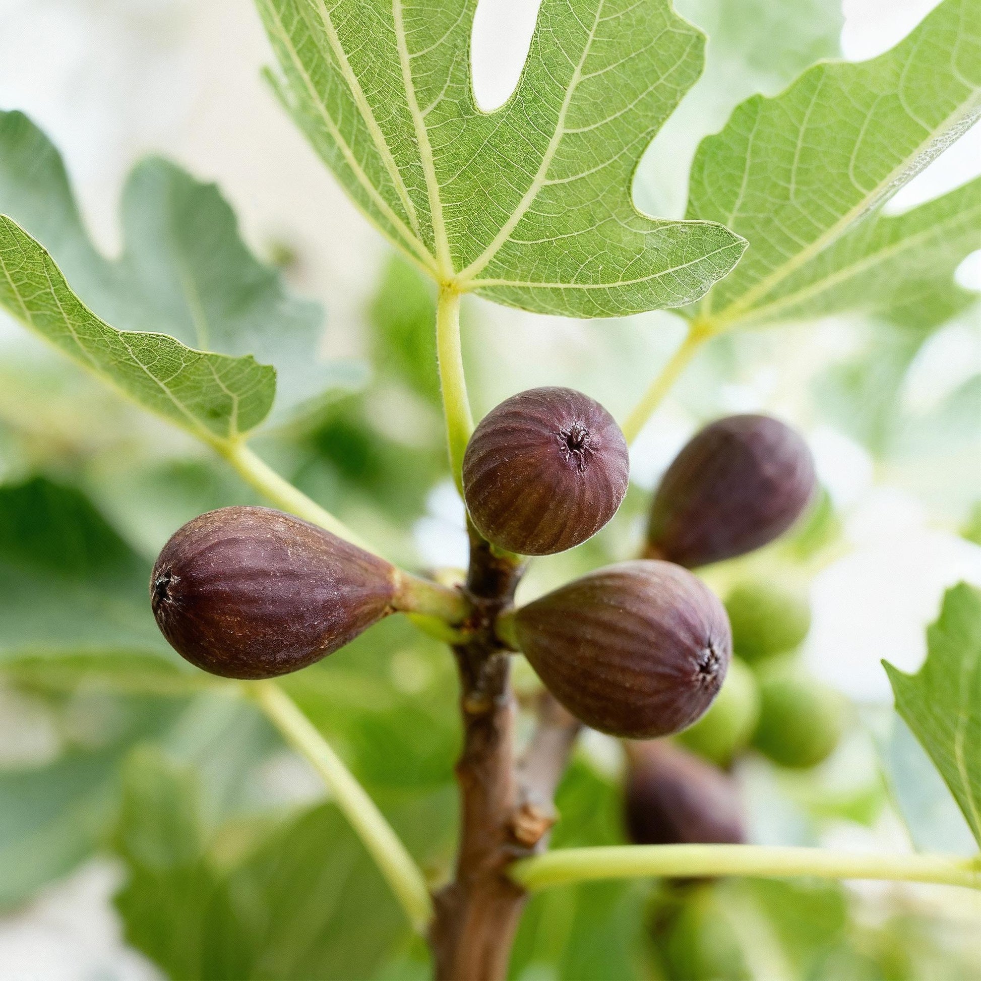 Ficus carica Little Miss Figgy : Gros plan sur les figues rouge-violet en cours de maturation, entourées de feuilles vertes luxuriantes.