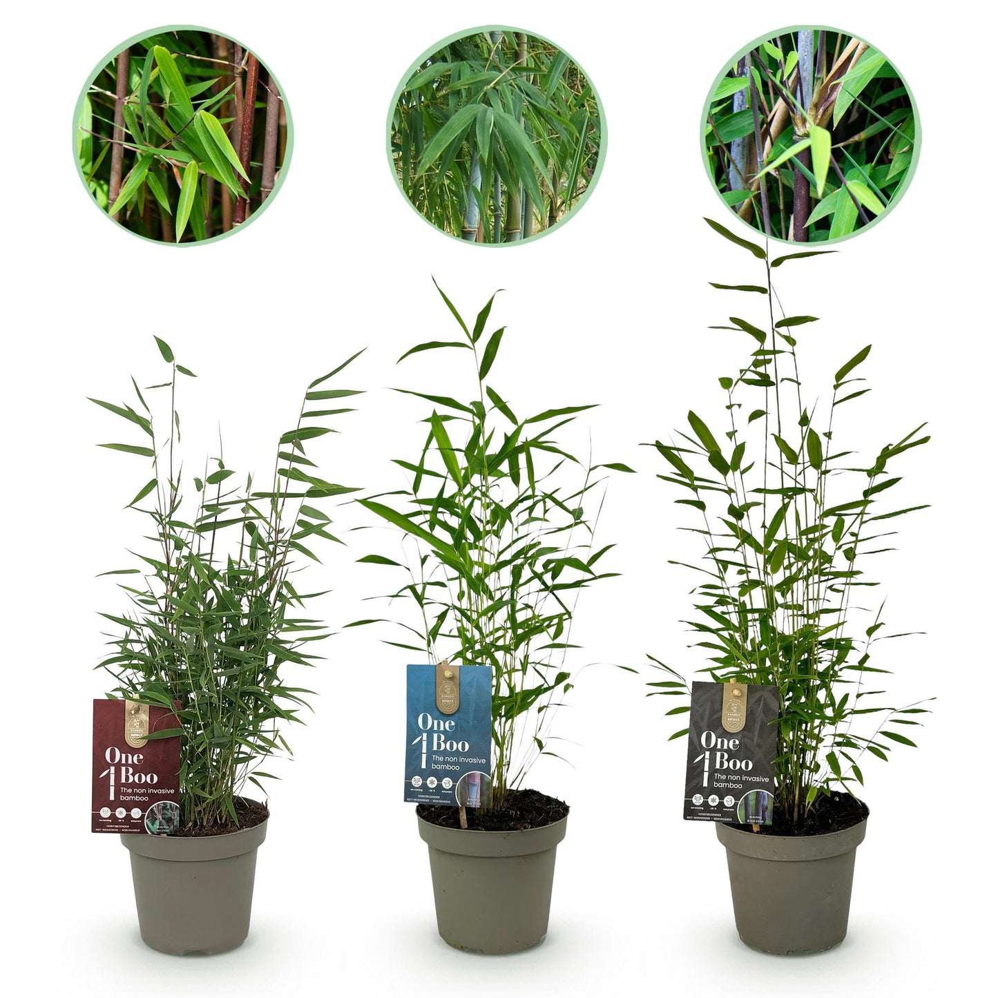 Bambou Fargesia Dragon Tricolour. Trois plants de bambou en pot de 14 cm alignés sur fond blanc, avec des détails des feuilles en haut.