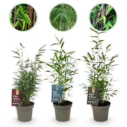 Bambou Fargesia Dragon Tricolour. Trois plants de bambou en pot de 14 cm alignés sur fond blanc, avec des détails des feuilles en haut.
