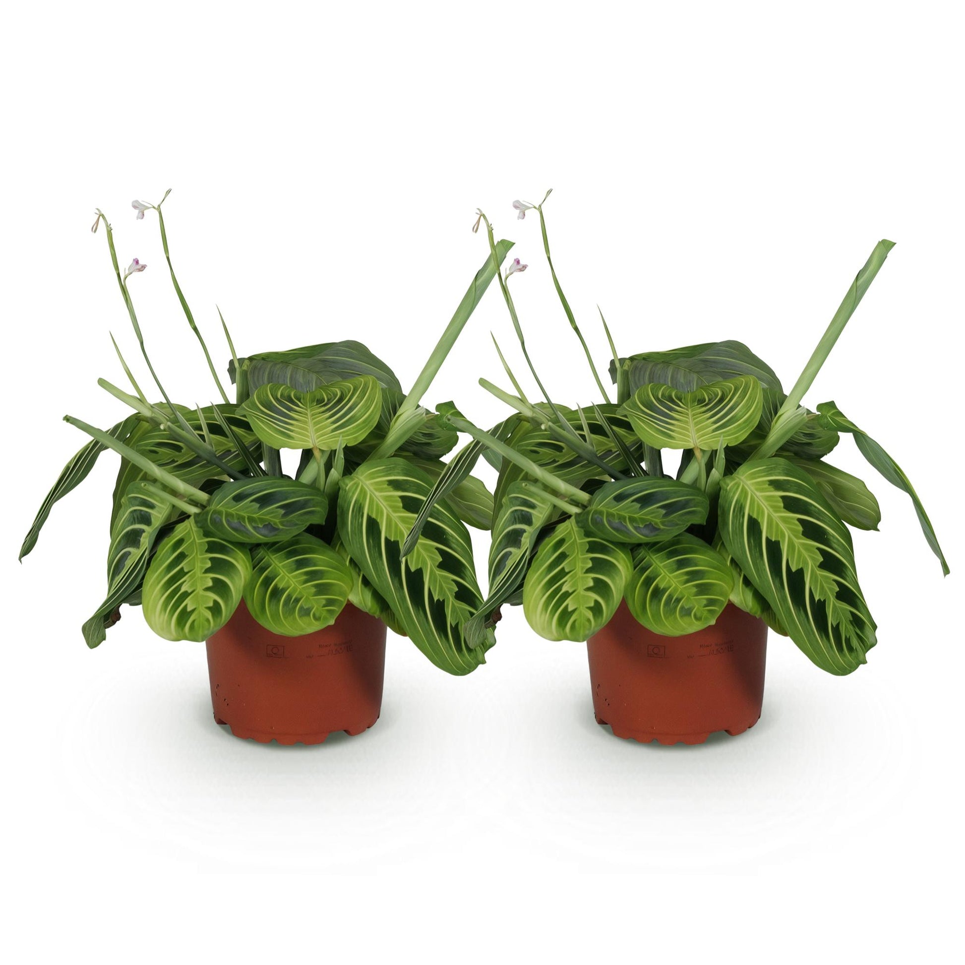 Deux Maranta Fascinator Lemon Lime aux feuilles vert clair et foncé, présentant des motifs rayés distinctifs, dans des pots de culture