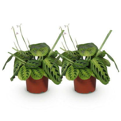 Deux Maranta Fascinator Lemon Lime aux feuilles vert clair et foncé, présentant des motifs rayés distinctifs, dans des pots de culture