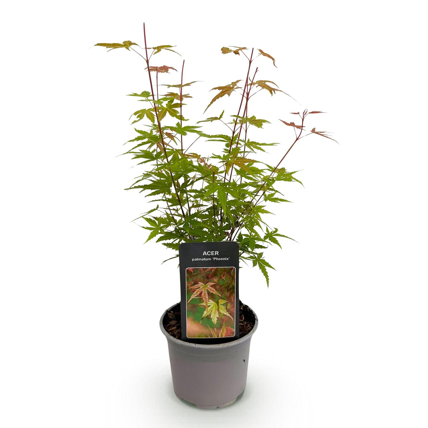 Acer palmatum Phoenix en pot de 12cm sur fond blanc, feuillage rose et vert clair.