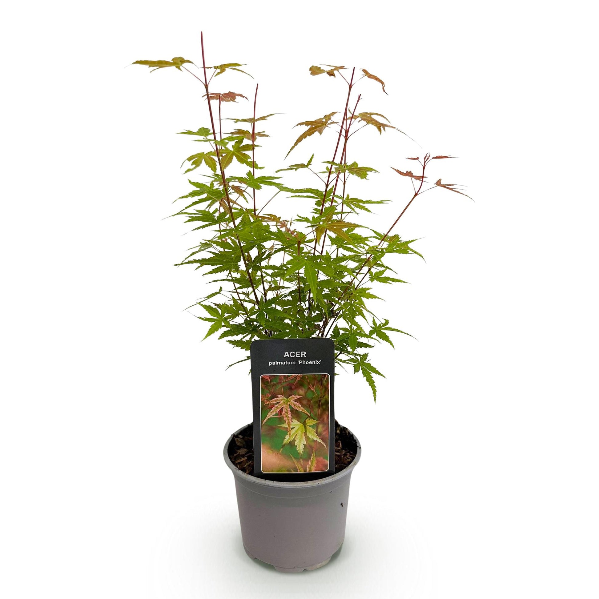 Acer palmatum Phoenix en pot de 12cm sur fond blanc, feuillage rose et vert clair.