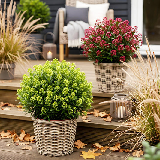 Skimmias en duo au jardin, Skimmia japonica