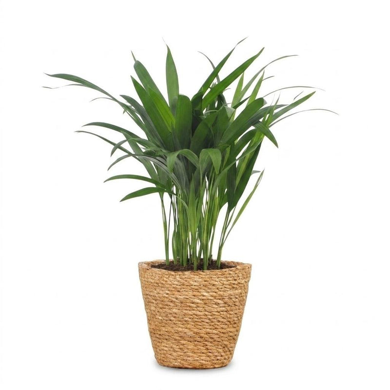 Areca Lutescens - Palmier Areca - Pot de 12cm