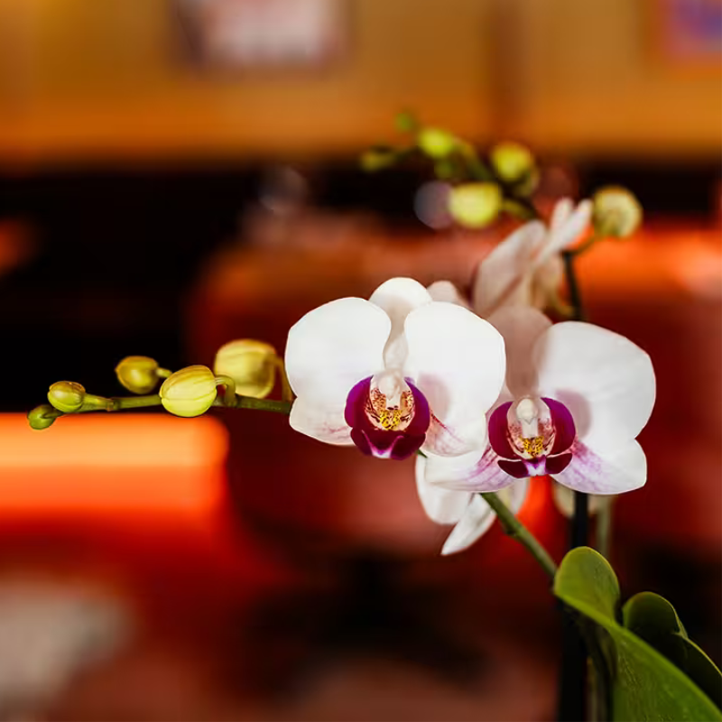 Orchidée Phalaenopsis en pot