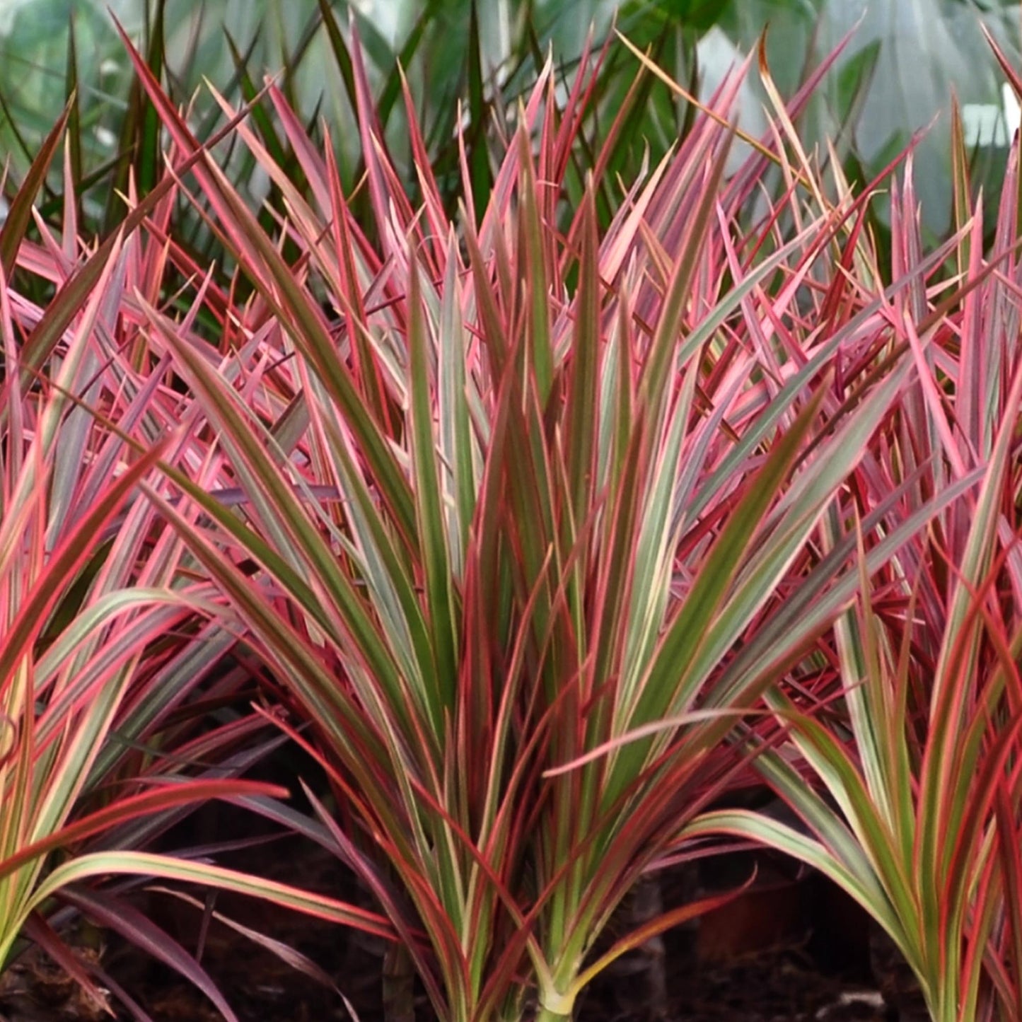 Gros plan sur le feuillage coloré du Dracaena Magenta, avec ses longues feuilles fines panachées de rouge intense et de vert foncé