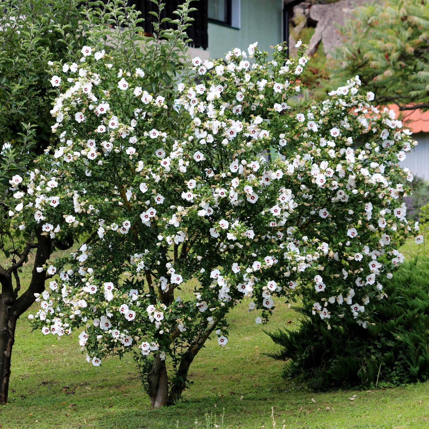 Hibiscus syriacus Red Heart en pleine floraison, un arbuste dense couvert de fleurs blanches au cœur rouge, dans un jardin verdoyant.