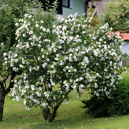 Hibiscus syriacus Red Heart en pleine floraison, un arbuste dense couvert de fleurs blanches au cœur rouge, dans un jardin verdoyant.