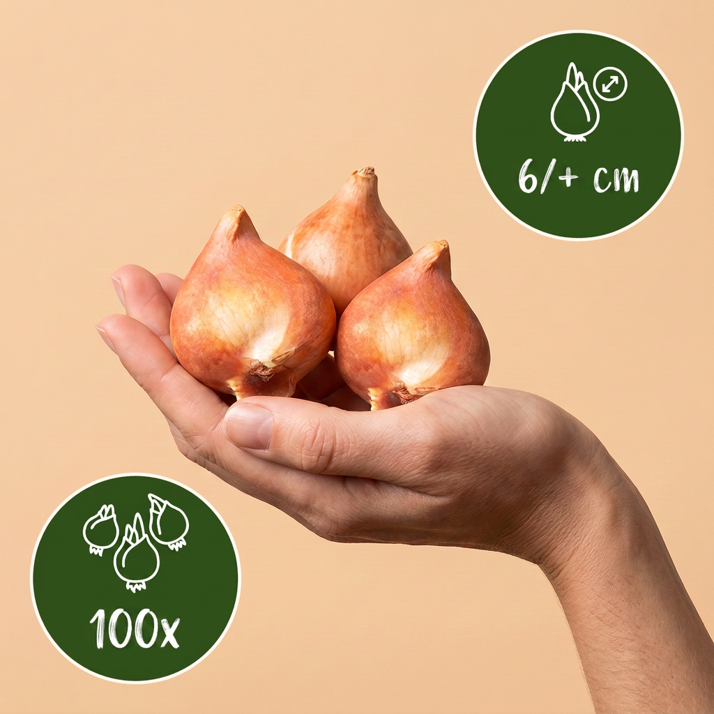 Bulbes de Tulipe 'Little Beauty' tenus dans une main, lot de 100 bulbes.