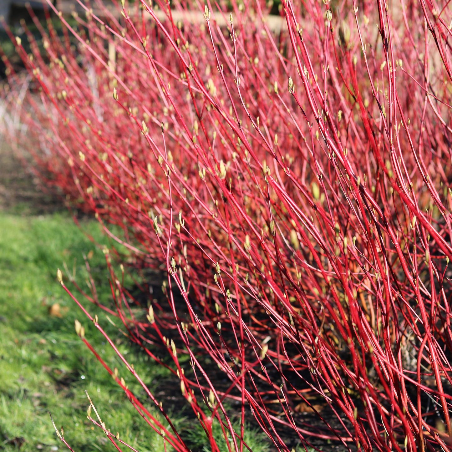 Cornus sibirica : Une haie dense et colorée de cornouiller sibirica aux branches d'un rouge éclatant et aux jeunes bourgeons verts, plantée 