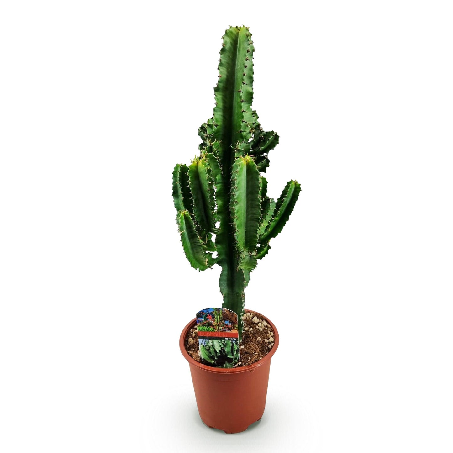 Grande Euphorbia eritrea verte aux multiples tiges ramifiées et épineuses, présentée dans un pot simple en plastique marron